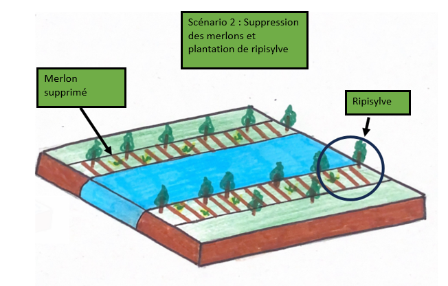 Schéma suppression des merlons et plantation ripisylve